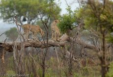 Gepard (20 von 41).jpg